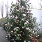 درختچه کاملیا سفید