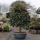 درختچه کاملیا