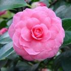 گل کاملیا صورتی