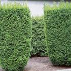 تاکسوس هرس شده