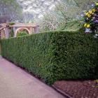 پرچین تاکسوس