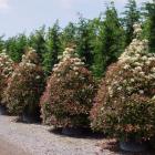 فوتونیا هرس شده