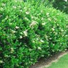 پرچین یاس هلندی