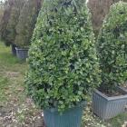 یاس هلندی هرس شده