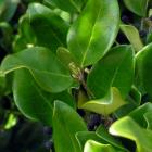 برگ یاس هلندی