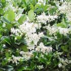 گل یاس هلندی