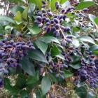 بذر یاس هلندی