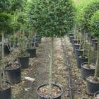 درختچه مورد (مورت)(1)