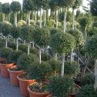 درختچه مورد (مورت)(2)