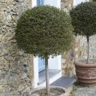 درختچه مورد (مورت)(4)