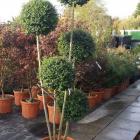 درختچه مورد (مورت)(5)