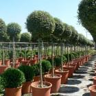 درختچه مورد (مورت)(8)