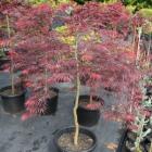 افرا مجنون قرمز 2