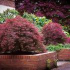 افرا مجنون قرمز 3	