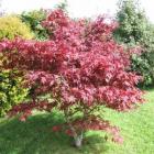 افرا ایستاده 7