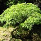 افرا مجنون سبز 2