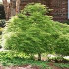 افرا مجنون سبز 9