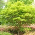 افرا سبز ایستاده (چینی) 4