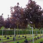 افرا سلطنتی (نروژی) 1