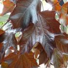 برگ افرا سلطنتی (نروژی) 2