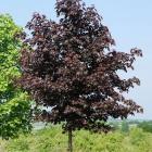 افرا سلطنتی (نروژی) 3