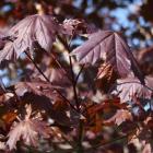 برگ افرا سلطنتی (نروژی) 4