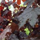 برگ افرا سلطنتی (نروژی) 6