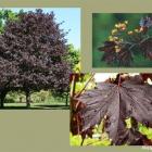 افرا سلطنتی (نروژی) 8