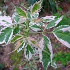 برگ افرا سفید (2)