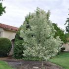 افرا سفید (شیردار)(8)