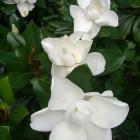 گل مگنولیا تابستانه (همیشه سبز) (10)	