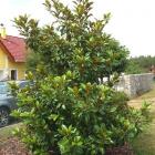 مگنولیا تابستانه (همیشه سبز) (11)	