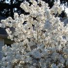 مگنولیا ستاره ای 5