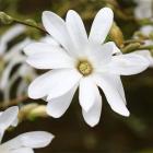 مگنولیا ستاره ای 7