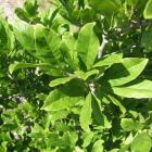 مگنولیا ستاره ای 12