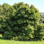 مگنولیا بنفش تابستان 2