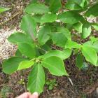 برگ مگنولیا 3