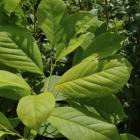 برگ مگنولیا سفید 3