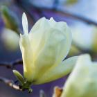 مگنولیا سفید 4