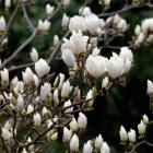 مگنولیا سفید 5