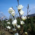 مگنولیا سفید 7