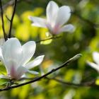 مگنولی سفید 8