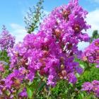 درختچه توری 1