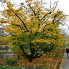 انجیلی (آهن ، آسوندار) 2