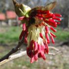 بذر انجیلی (آهن ، آسوندار) 6