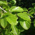 انجیلی (آهن ، آسوندار) 10