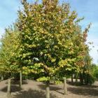 انجیلی (آهن ، آسوندار) 13