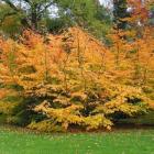 انجیلی (آهن ، آسوندار) 14