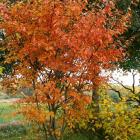 انجیلی (آهن ، آسوندار) 15