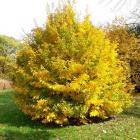 انجیلی (آهن ، آسوندار) 16